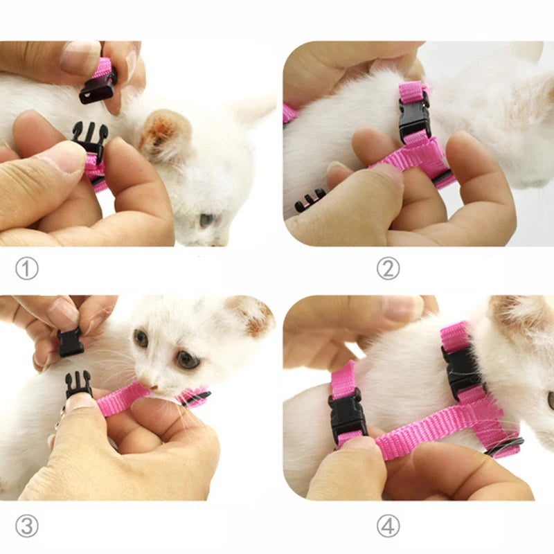 Kitty Pop Angel Wings & Harness